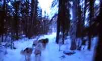 Dog Sledding with Alaskan Malamutes