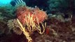 OCEANA: Corales del Mediterraneo