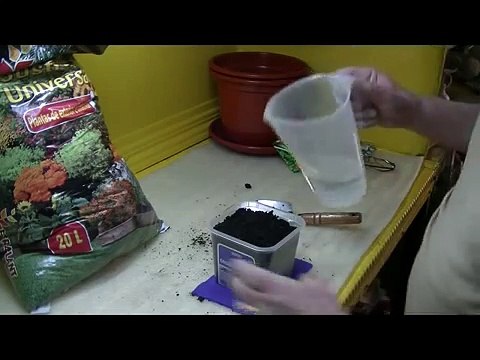 Como Sembrar Maiz en Macetas- plantaciones claras .* -De la SEMILLAS al FRUTO *