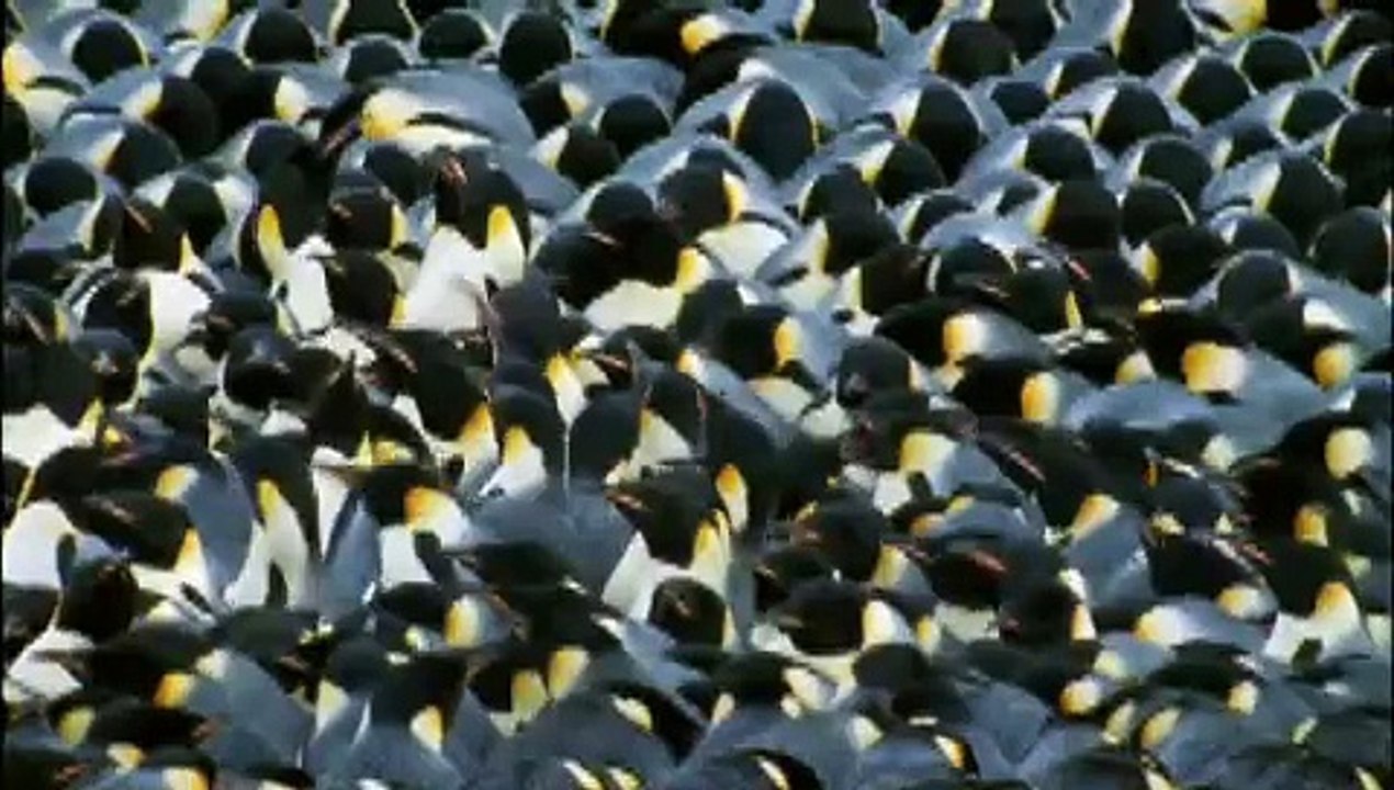 Die Reise Der Pinguine Trailer