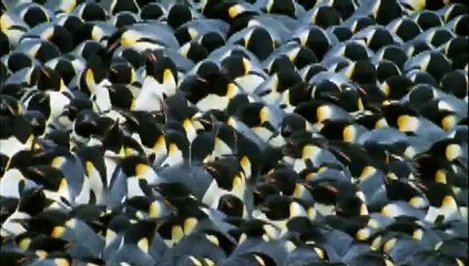 Die Reise Der Pinguine Trailer