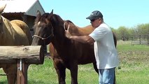 Summer Grooming After Winter - Removing the Undercoat to Help Horses Cool