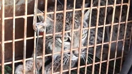 Más Linces en Andalucia