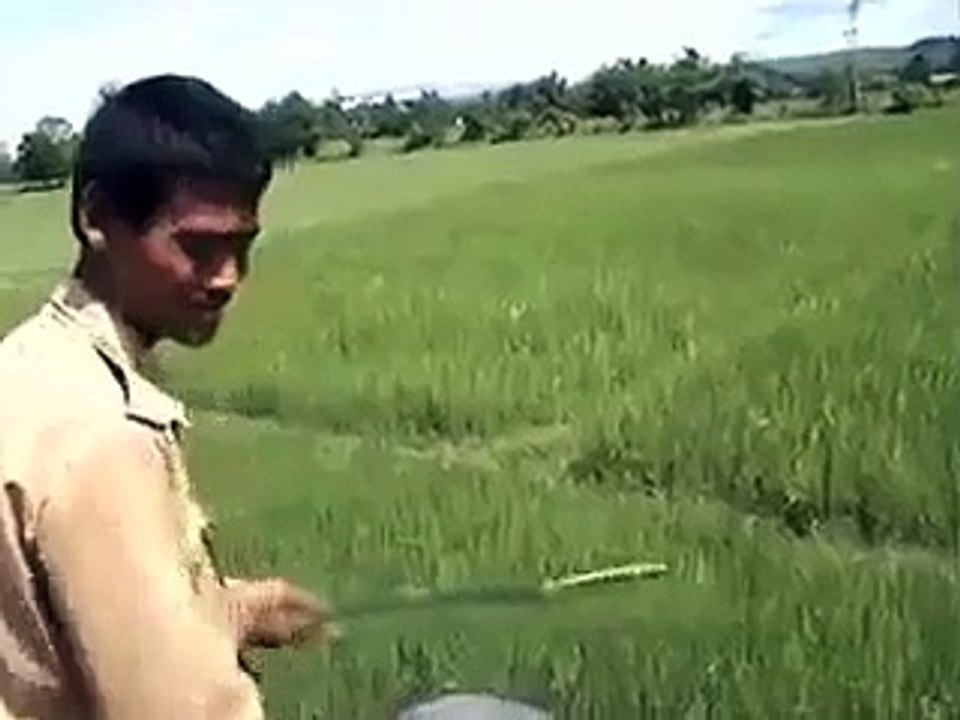 Tiger hunting a hunter on elephant