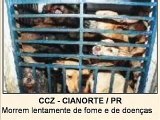 dogs, cão,cachorros,carrocinhas,centro de controle zoonoses.