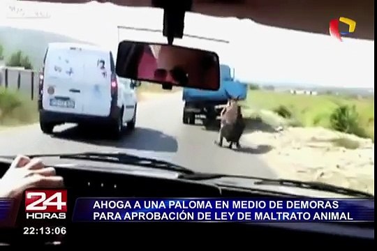 Ahoga a una paloma en medio de demoras para aprobación de ley de maltrato animal