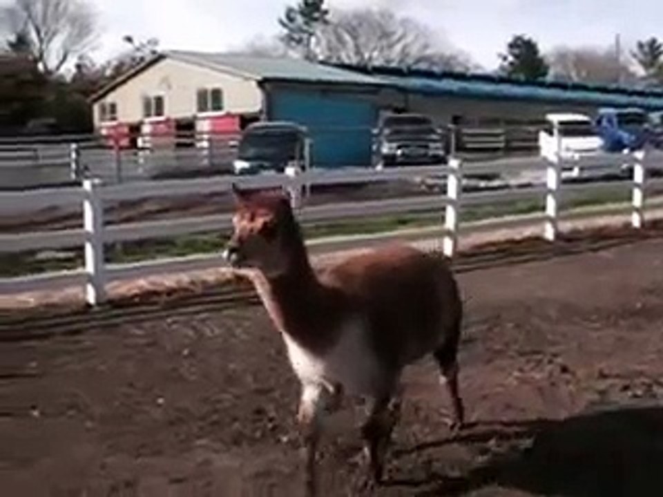 アルパカの交尾