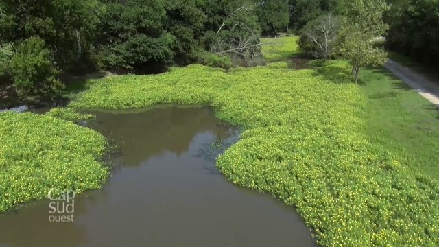Cap Sud Ouest Landes: Barthes et Chalosse