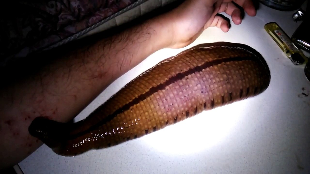 Man Has Giant Leech As His Pet