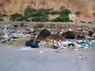 مدينة حمام الانف الخنزير اصبح حيوان أليف