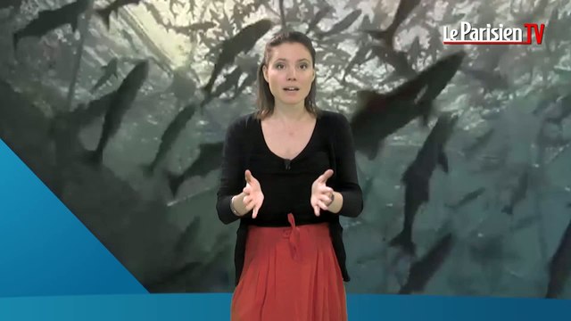 Rendez-vous Conso. Un poisson inédit dans vos assiettes