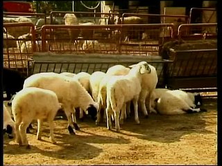 SOS εκπέμπουν οι κτηνοτρόφοι για τον καταρροικό πυρετό