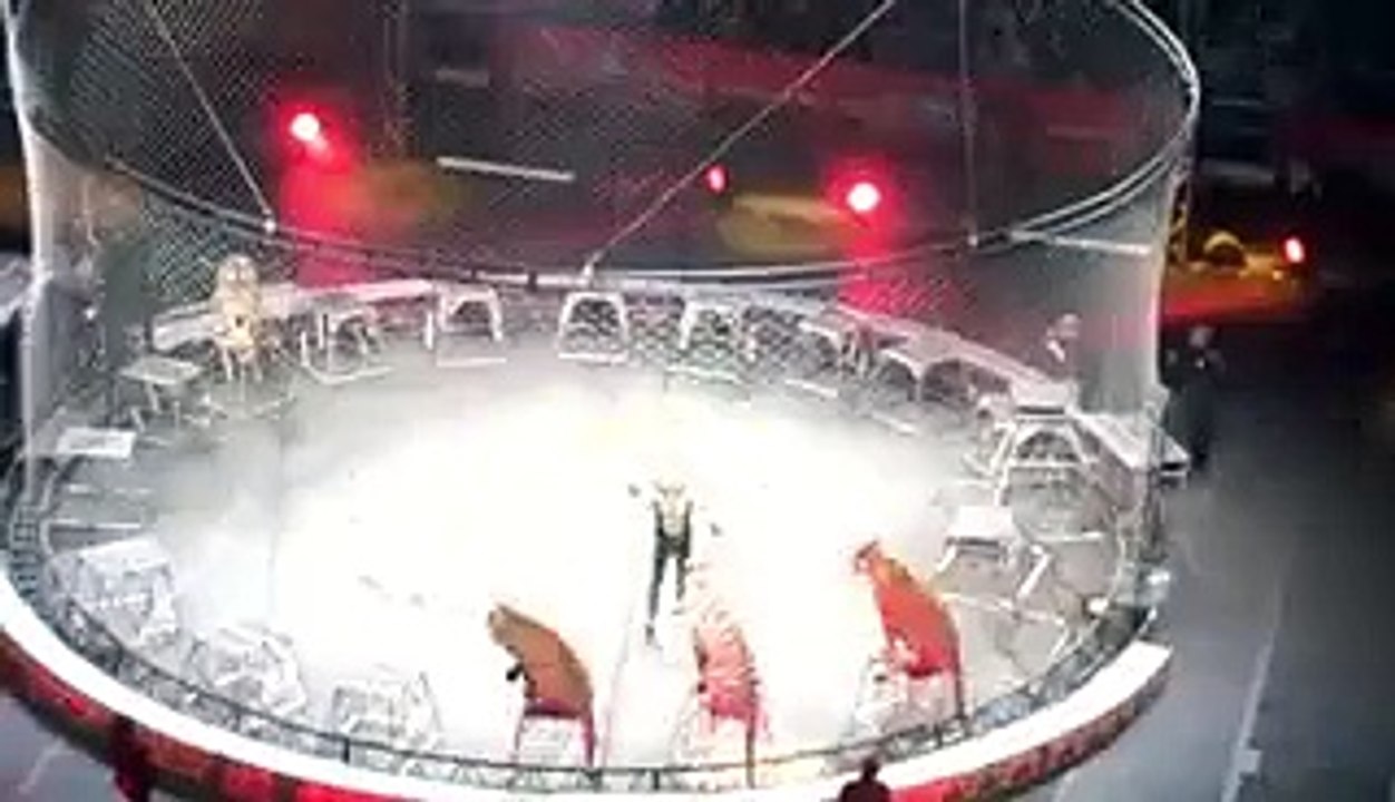 Amazing Tiger Circus