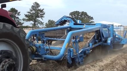 STANDEN TSP1900 Sweet Potato Harvester 14 USA