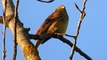 Ptice Hrvatske - Velika strnadica (Miliaria calandra) (Birds of Croatia - Corn Bunting) (3/4)