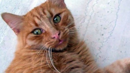 Cat sound - Animal Sounds