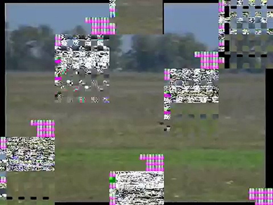 Vizsla - Hare hunting with a Hungarian wire-haired vizsla