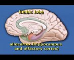 Limbic System and Prefrontal Cortex (UofT Psy 290 4 of 8)