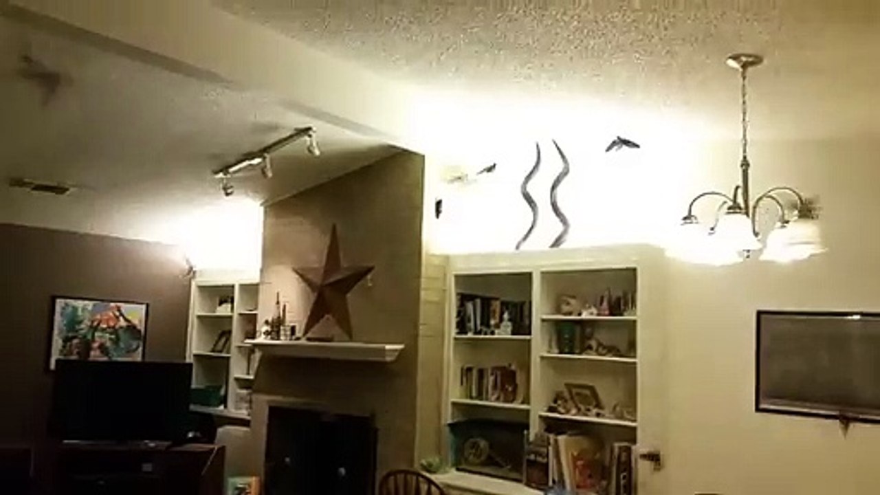 Des dizaines d'oiseaux piégés dans sa maison!