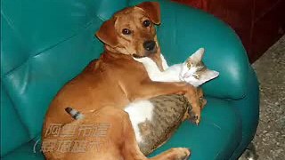 Great love story of Cats and dogs