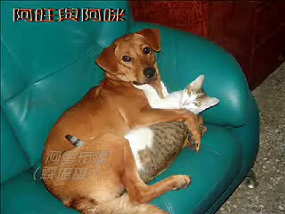 Great love story of Cats and dogs