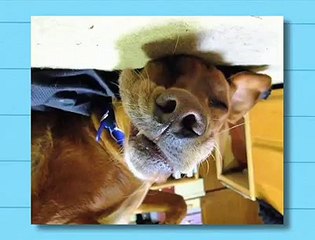 Upside Down Dogs