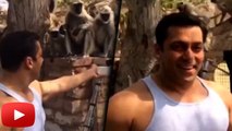 Aww Salman Khan Feeds Monkeys