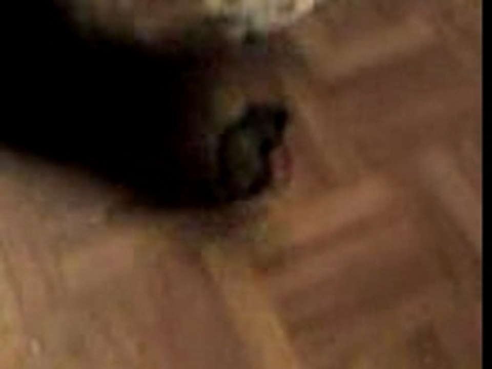 Vidéo 0061