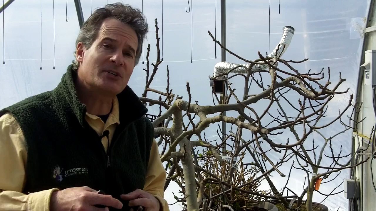 Fig Tree Care - Container Grown Figs