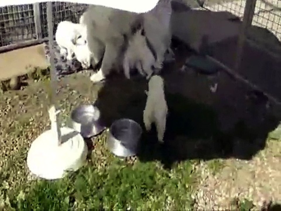 Chiots Montagne des Pyrénées à réserver. Les oursons du Domaine de Peyrac et leur maman Etincelle d'Amour