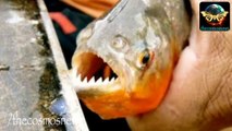 Piranha Attack in Argentina Leaves 70 people badly injured