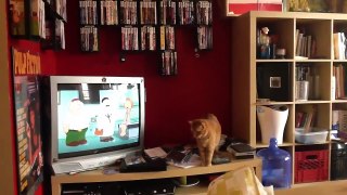 funny cat compilation 2015