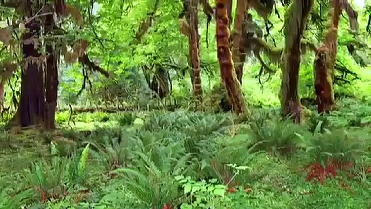 Vom Wald gibt es keine Kopie! (Sign my petition)