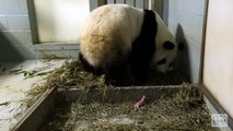 Giant Panda Twins Birth