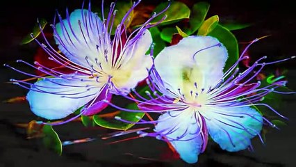 ' Testarda Io '         ( Iva Zanicchi )