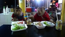 Los monos más elegantes cenan como humanos