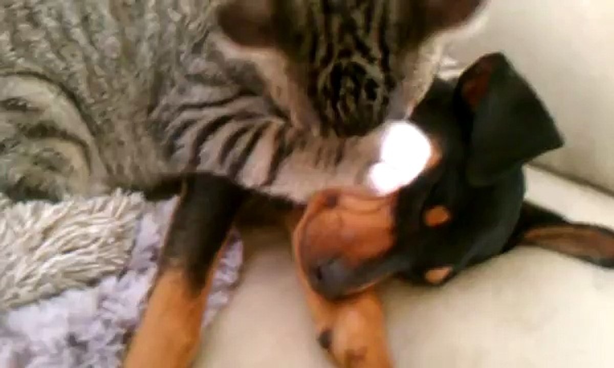 Un chat fait la fête à son ami chien dont il a attendu le retour du vétérinaire toute la journée ! Adorable...