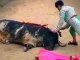 Violência nas Touradas e Crueldade Animal / Violence in bullfighting and Animal Cruelty