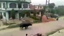 ¡Rinoceronte persigue a motorista en Nepal!