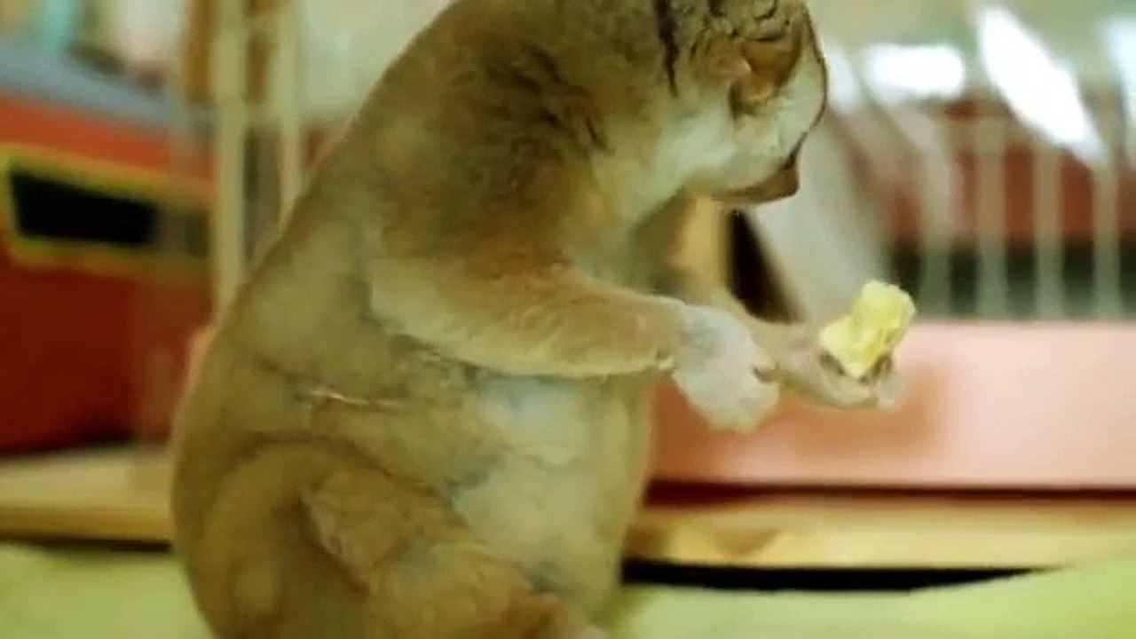 funny animals_1