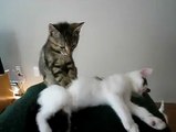 Kedi Kedi'ye Masaj Yapıyor