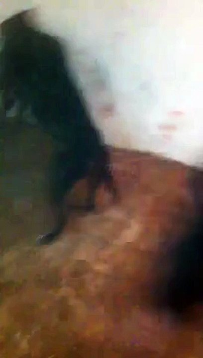 Demon vs Killer ( Demoni Fitues )