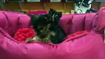 Satilik Yorkshire Terrier - 05323382169