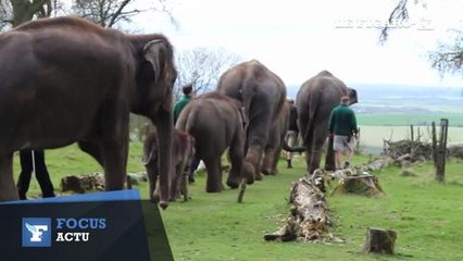 La patrouille des éléphants s'achemine pesamment