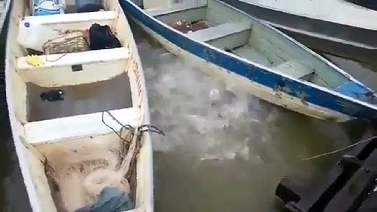 Des touristes nourrissent des Piranhas dans une rivière au Brésil.
