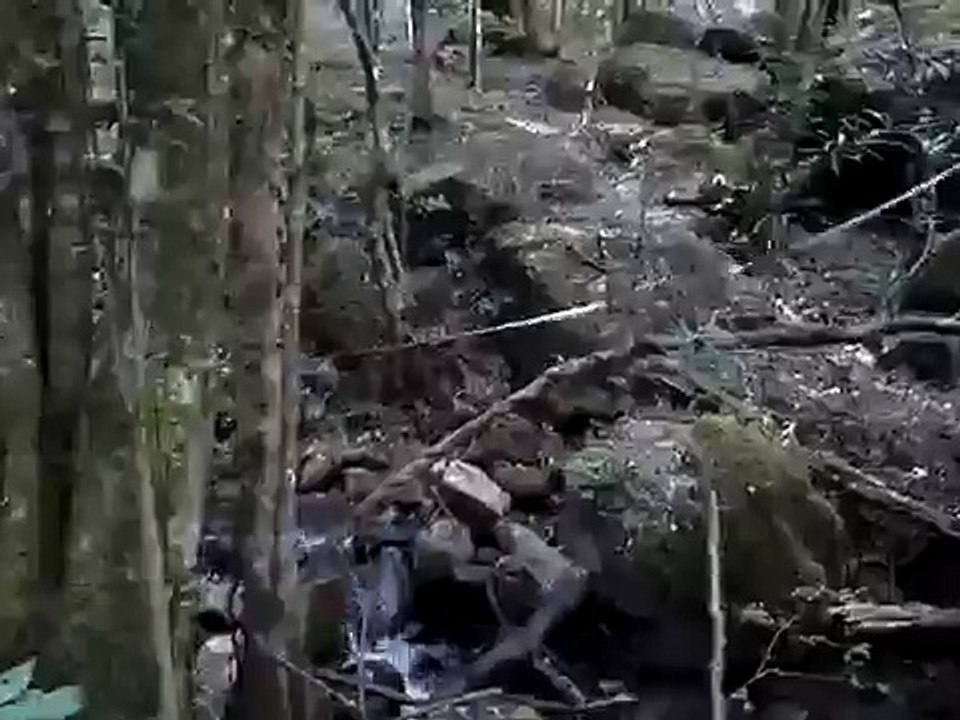 forest in South Africa