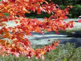 Muskoka Colours