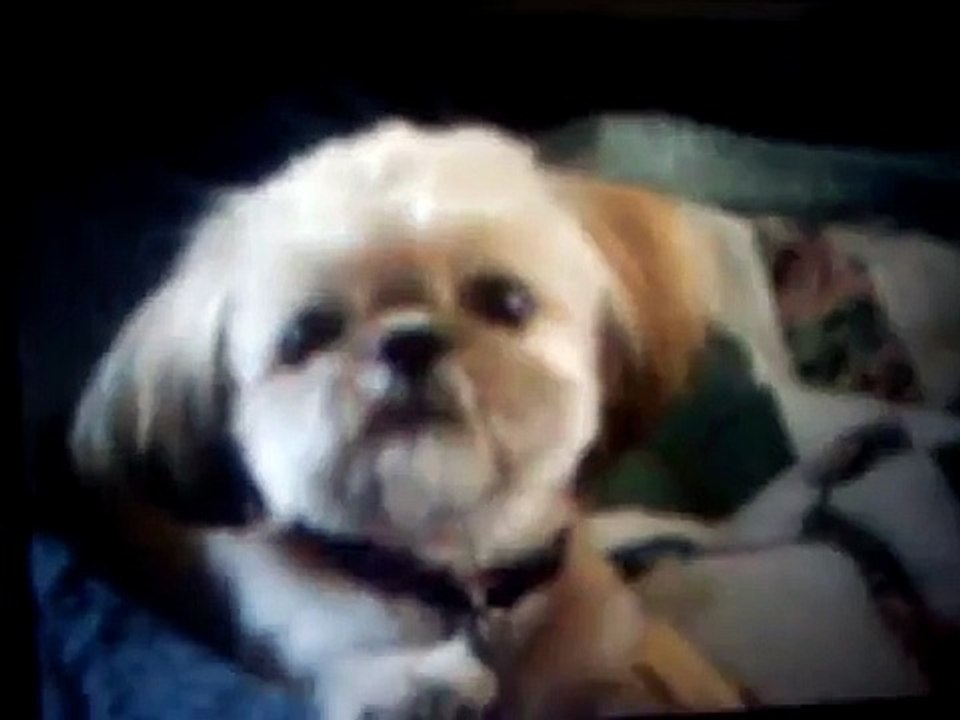 The Bad Hair Cut