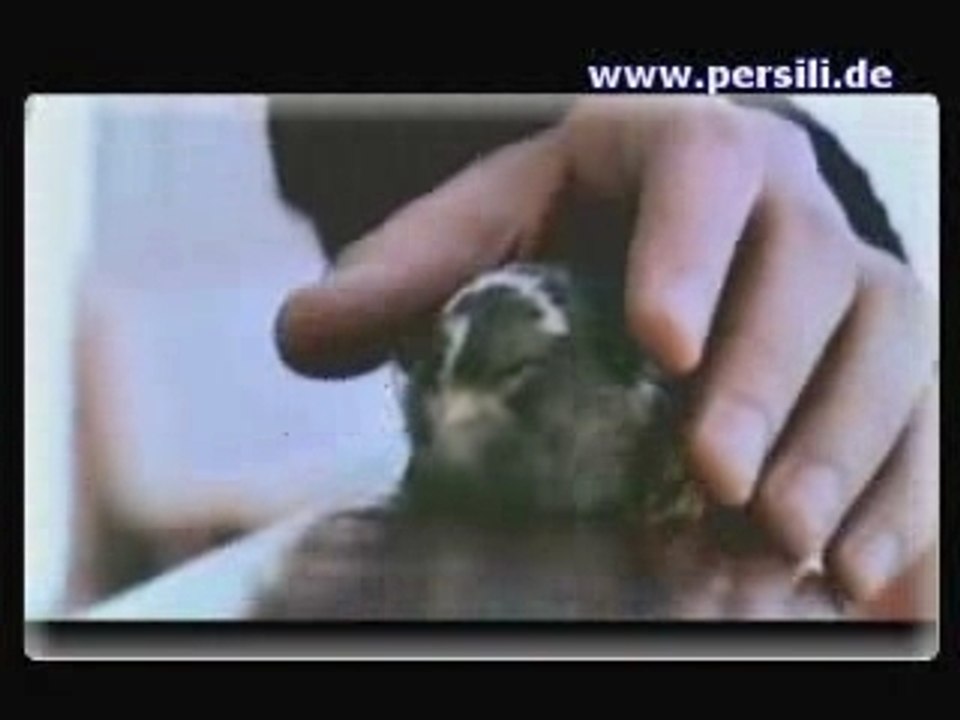 Zlem Özdil - Sürgün