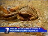 Falta de recursos frena estudio a profundidad sobre cocodrilos en el país